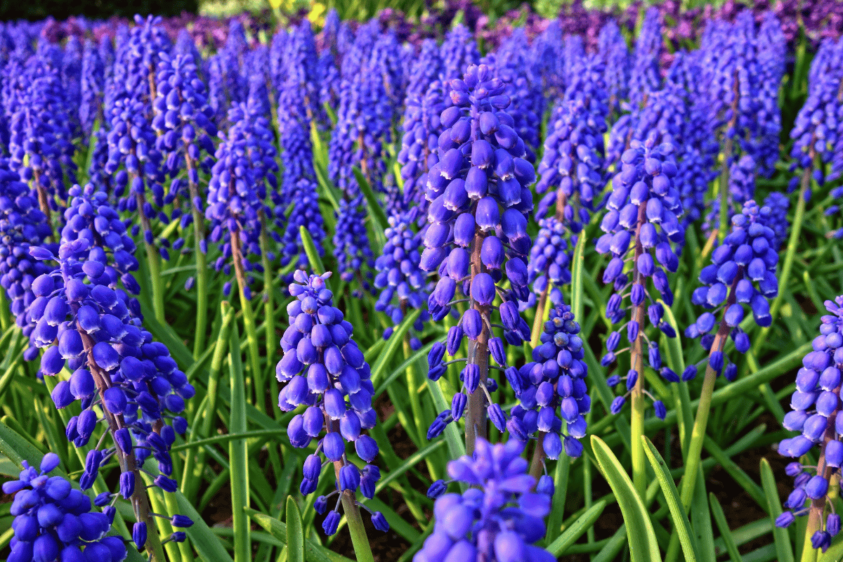 Grape hyacinth (Muscari species).png